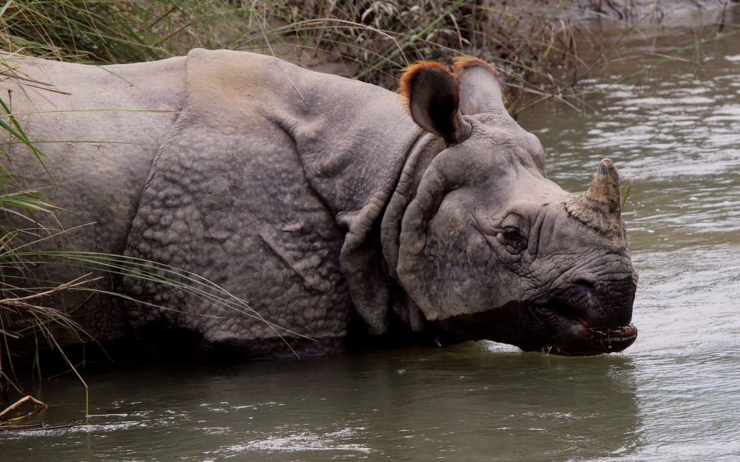 One-horned rhino, Chitwan National Park, Nepal