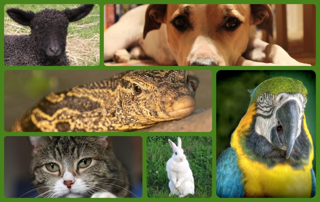 pet collage