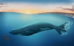 Newly discovered eomonachus belegaerensis