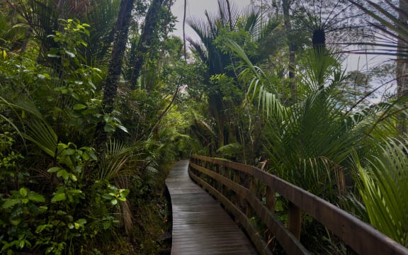 The Zig Zag track in the Waitākere Ranges Regional Park connects the Titirangi community to its local beach.