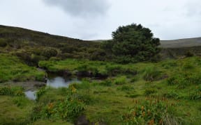 The 9m tall Sitka spruce which is believed to have been planted in about 1907 is the only tree on subantarctic Campbell Island.