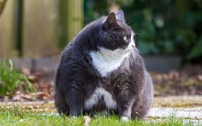 Fat cat