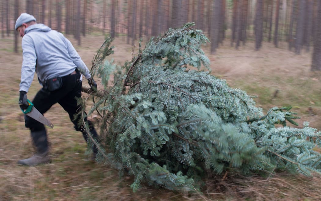 A man pulls a freshly felled Christmas tree through a forest near Sauen, northeastern Germany. Customers are allowed to choose and cut their tree.