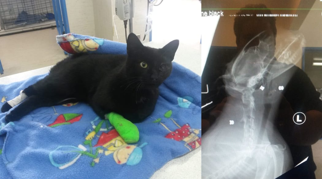 Billy the Ashburton cat who was shot with a pellet gun and suffered other injuries, including to his eye