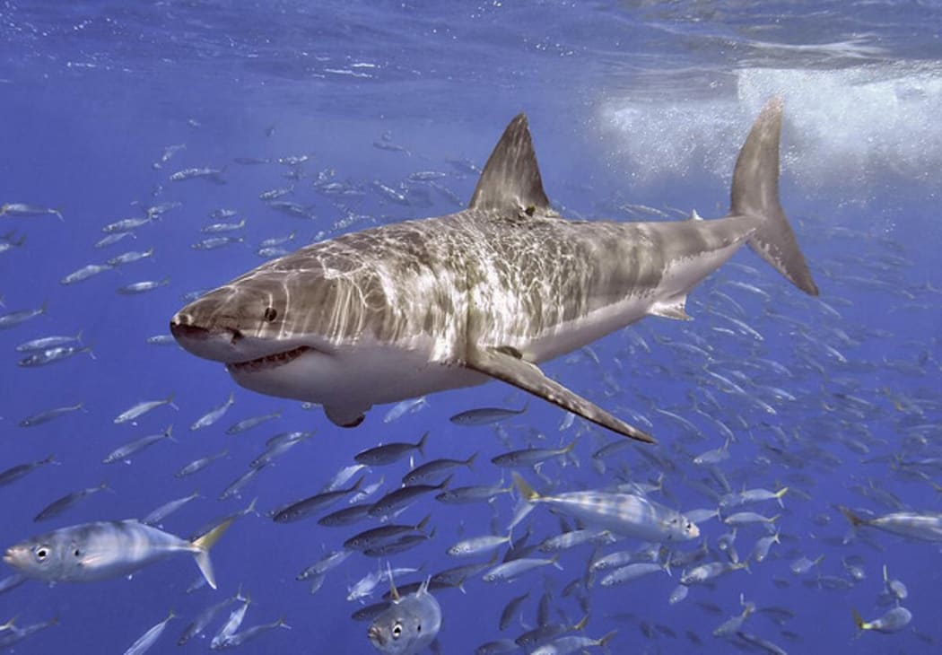 The Great White shark is one of the seven species under threat.
