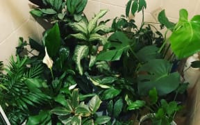 Angie Thomas indoor plants
