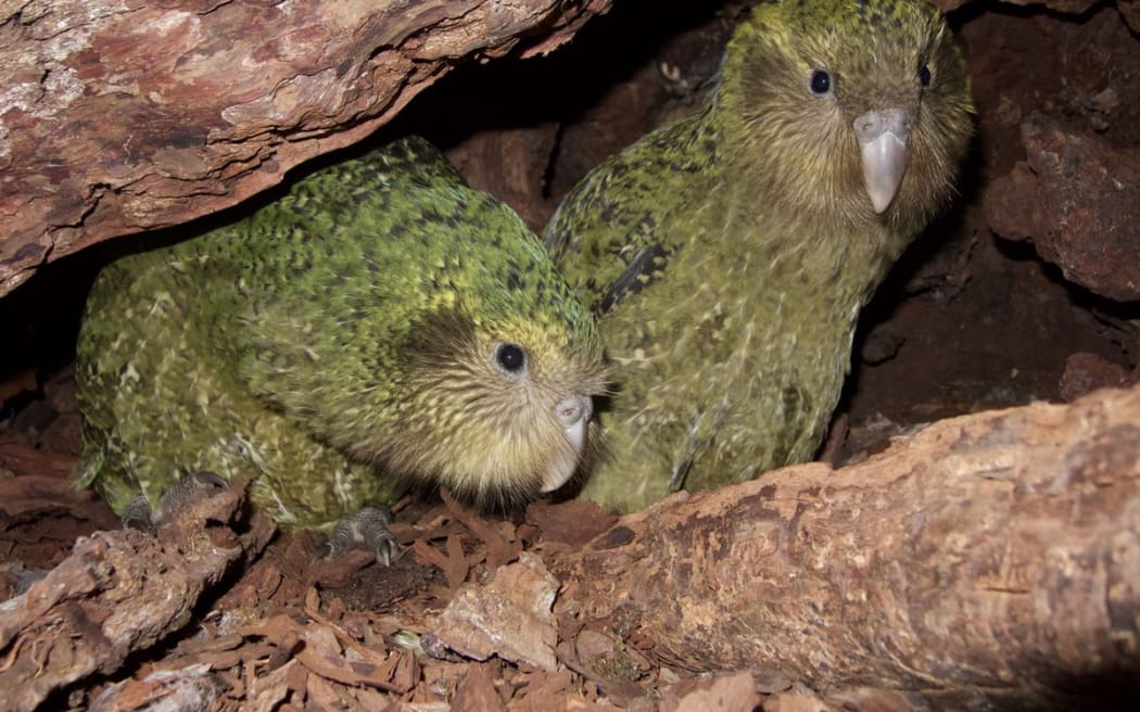 The kakapo chicks Alice-2-A and Tumeke-2-A have recently fledged but still sometimes return to visit Queenie's nest.