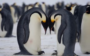 Pair of emperor penguins with their eggs Adélie Land.

Biosphoto / Samuel Blanc (Photo by Samuel Blanc / Biosphoto / Biosphoto via AFP)