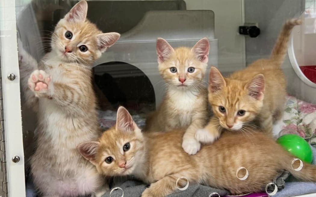 Four ginger kittens were found in a pillow case in Hawke's Bay.