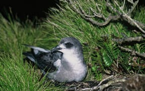 Mottled Petrel