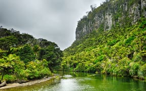 Pororari River Track in Paparoa National Park in the New Zealand