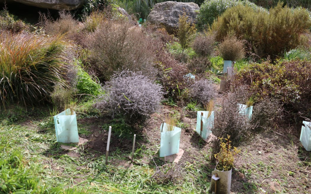 New and established plantings in Taniwha Gully