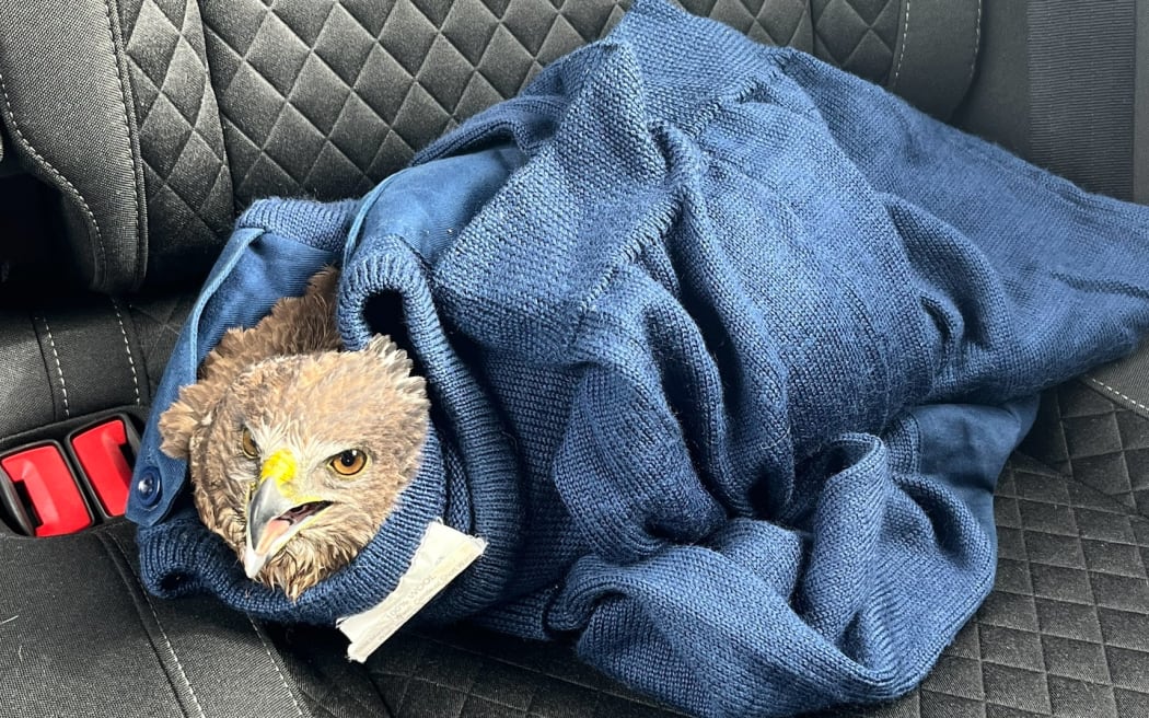 Police have rescued a falcon from a rural Waikato river after it was hit by a car.