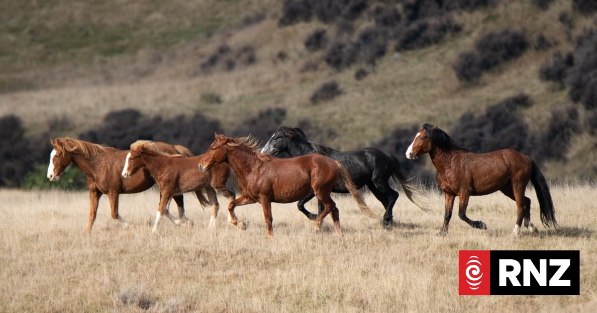A group of horses running across a dry, grassy field.