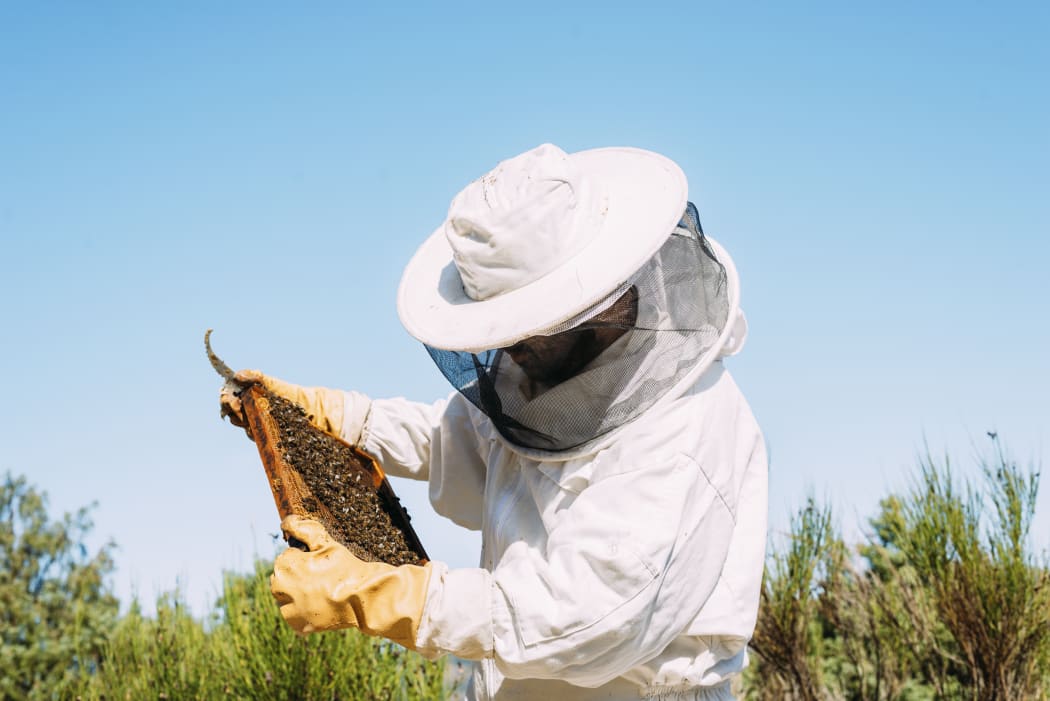 Beekeeper working to collect honey.