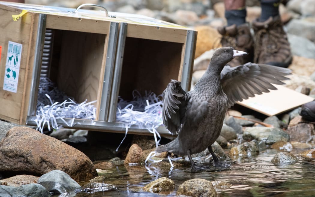 Several whio or blue ducks were successfully released into Abel Tasman National Park this week.