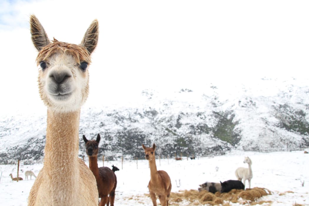 Alpacas in the snow in Kingston.