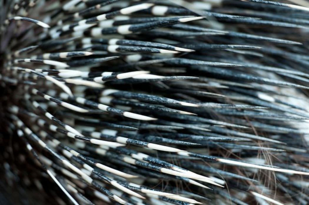 Porcupine Quills