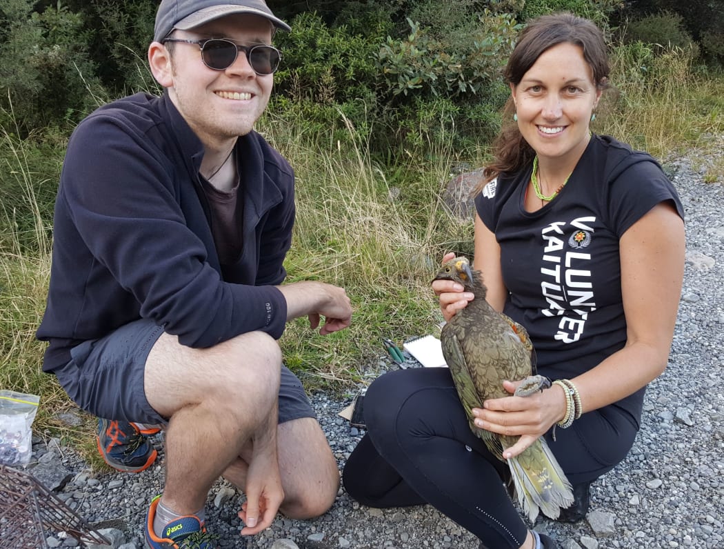 George Moon and Laura Young, from the Kea Conservation Trust, after banding a young kea with a plastic leg band that reads Black B on Yellow. The kea has been named Whakamatemate or curiosity.