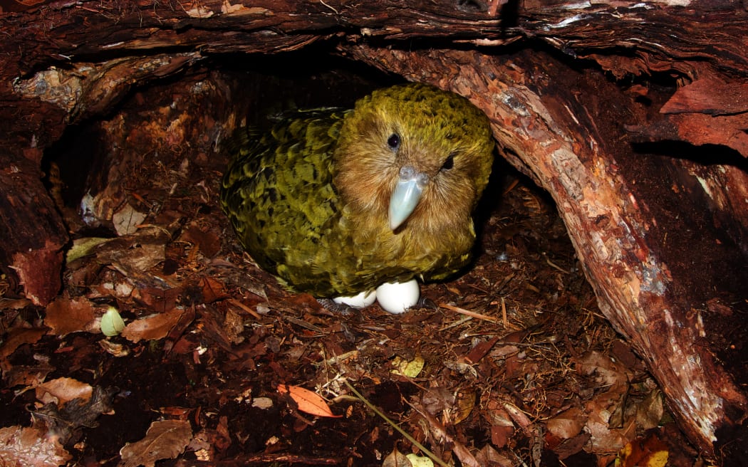 A large green parrot sitting in a hollow underneath thick tree roots, with two white eggs visible under her belly.