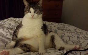 Puss Glorious Puss