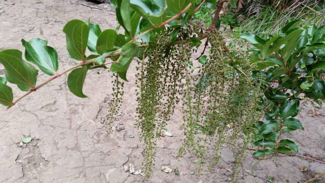 An adult tutu plant.