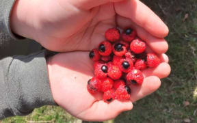 Tītoki berries