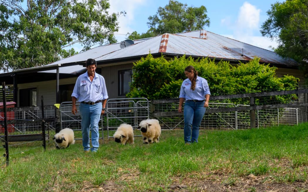 The couple's sheep often follow them around and give them cuddles.