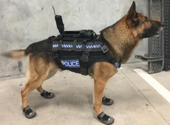 A police dog wearing protective boots and camera.