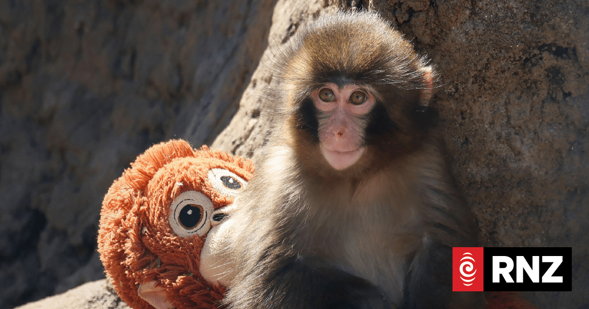 Abandoned Baby Monkey ‘Punch’ Becomes Japanese Zoo Sensation