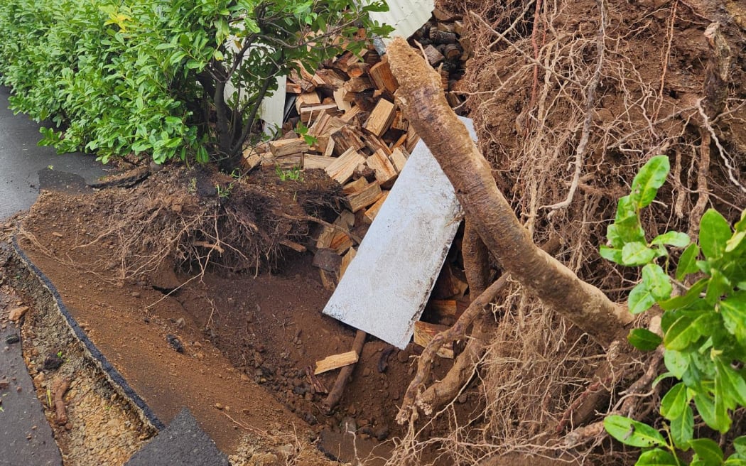Tree roots exposed afterit fell on shed at house in Carterton