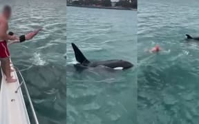 Stills taken from an Instagram video which shows an Auckland man "body slamming" an orca.