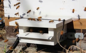A beehive set up to monitor the movement of bees.
