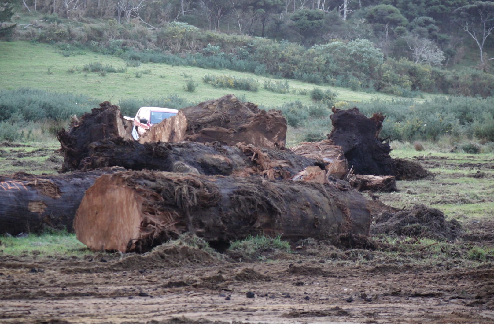 Kauri logs unearthed from peat await sale.