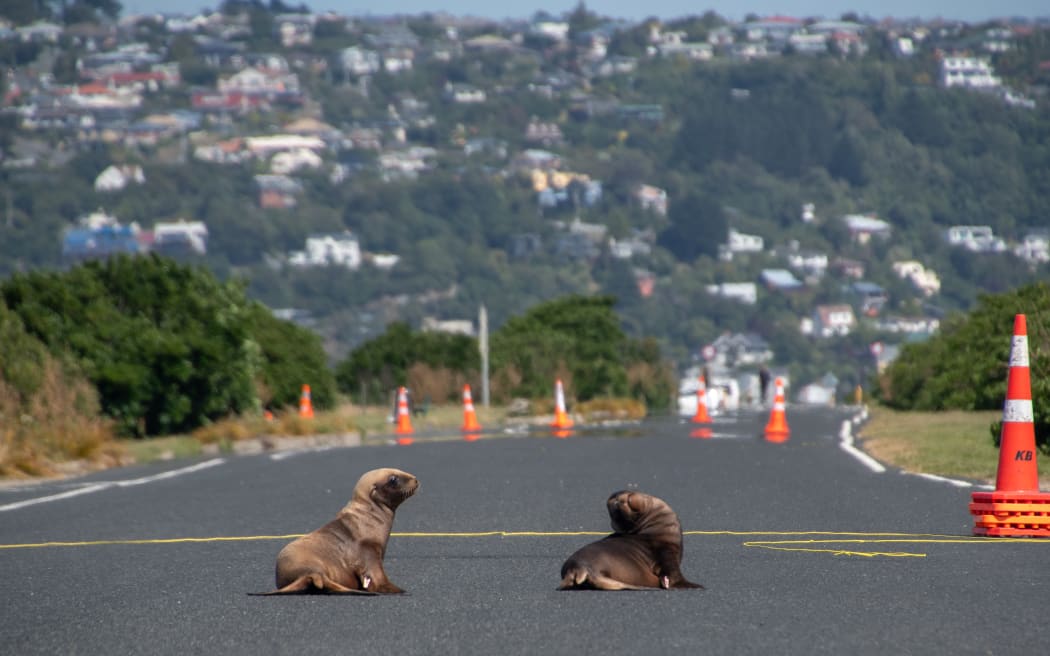 Dunedin sealion