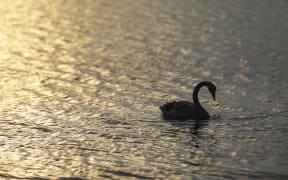 Lake Taupo