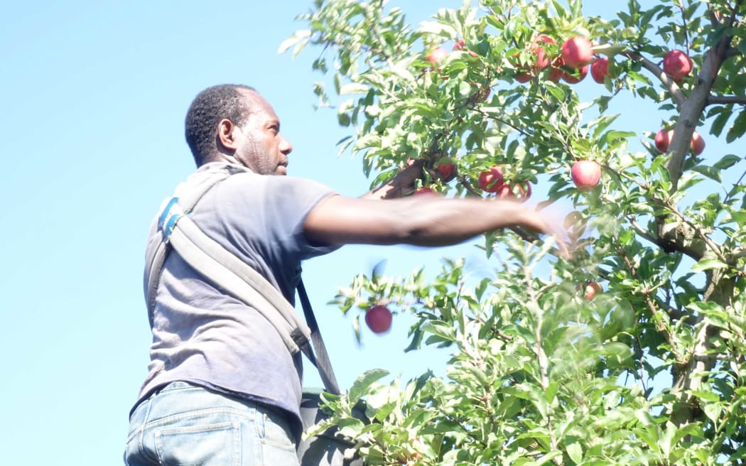 A ni-Vanuatu doing seasonal work in New Zealand under the Recognised Seasonal Employer scheme.