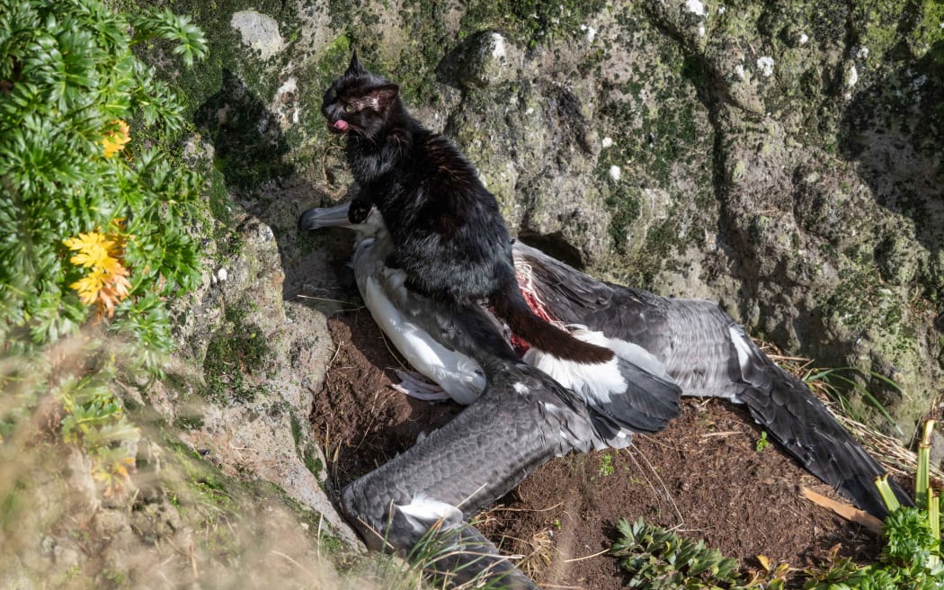A black feral cat licks its lips while standing atop the body of a large dead albatross on a patch of soil nestled into a rocky cliff face.