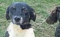 Missing dogs Weed (L) and Dice.