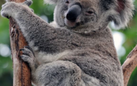 koala