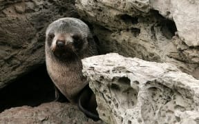 Seal