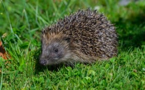 Hedgehogs may look cute, but they are thought to have a devastating effect on native species and the environment