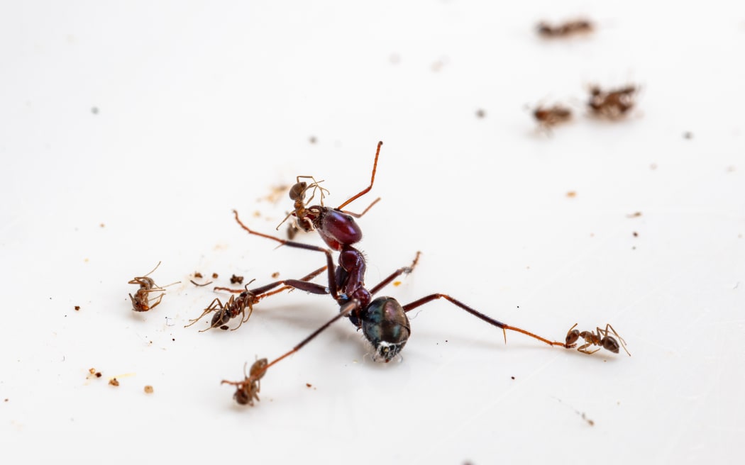 Social insects like ants are one of the few species to engage in warfare on the same scale as humans. ©  Bruce Webber CSIRO