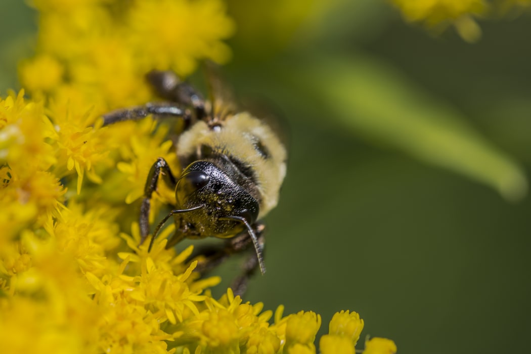 A honeybee on a yellow flower (close-up)