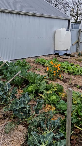 The Ashburton Community Garden.