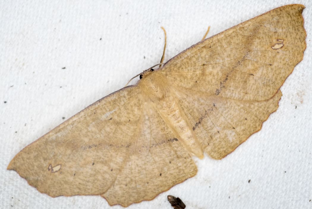 This looper moth is a species of Xyridacma, which is a kind of Geometrid moth.