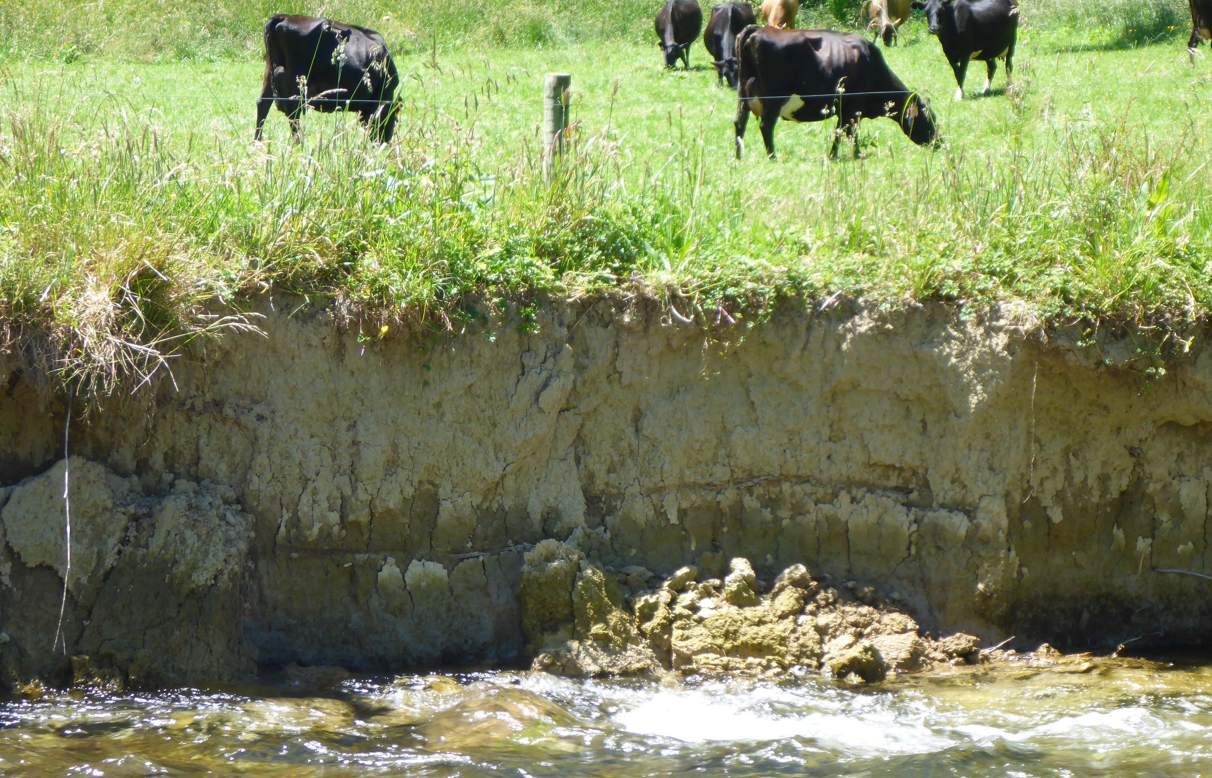 A bank erodes into the Rai River sub-catchment.
