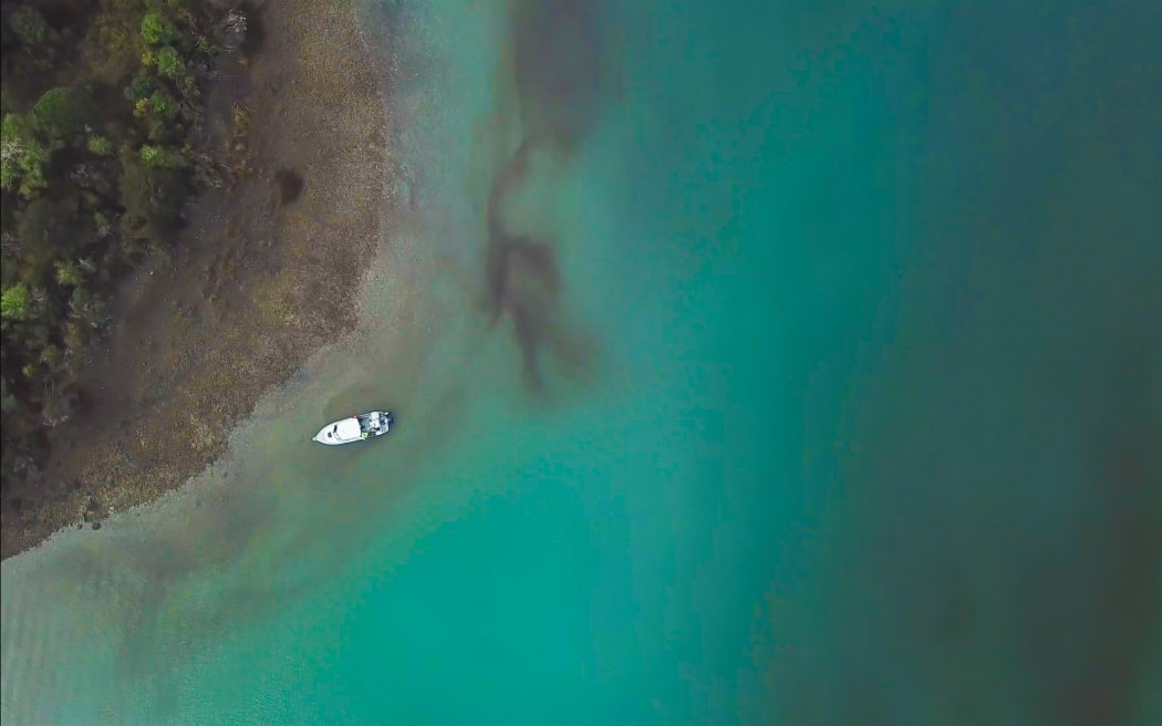 A bloom in Nydia Bay, Marlborough Sounds in 2019.