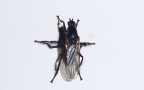 Hairy Kelp Fly