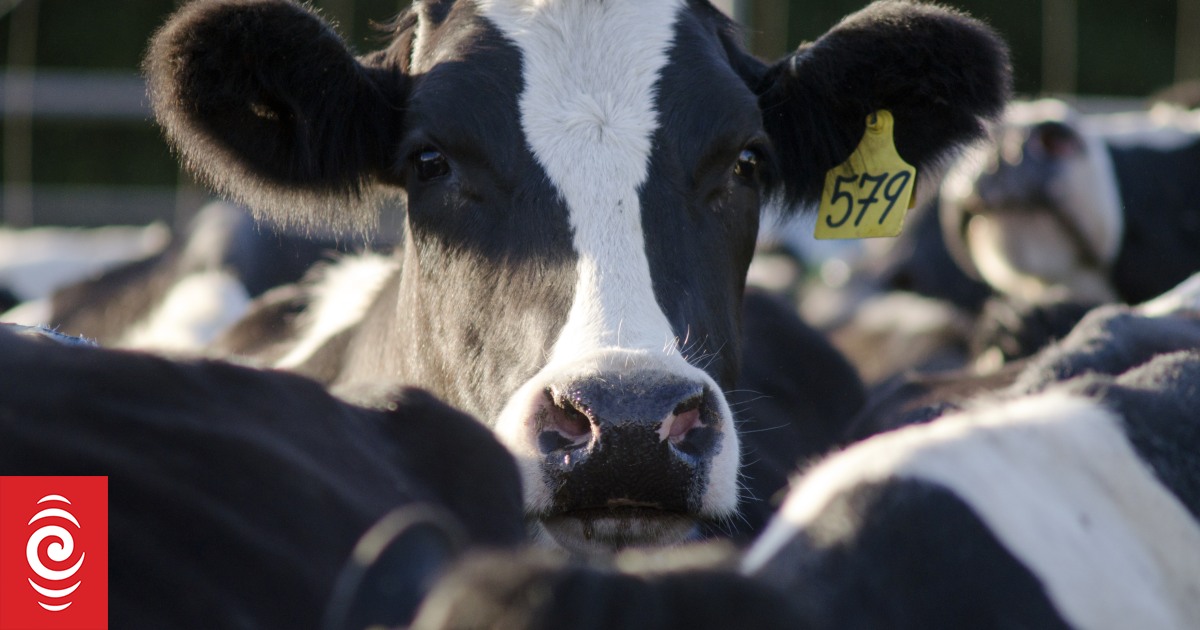 Milk production hits historic levels as Fonterra narrows payout forecast